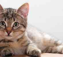 Poreclele cele mai populare și neobișnuite pentru pisici și pisici