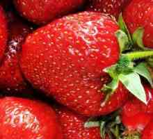 Cele mai frecvente boli ale căpșunilor și tratamentul acestora