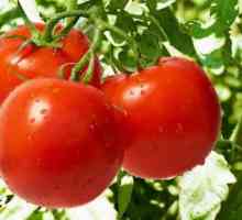 Cele mai productive soiuri de tomate pentru diferite regiuni ale Rusiei