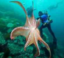 Cei mai misterioși locuitori ai oceanului: caracatițe uriașe