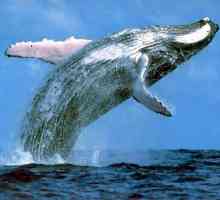 Cea mai mare balenă are nevoie de protecție