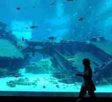 Cel mai mare oceanarium din lume: dimensiuni, caracteristici