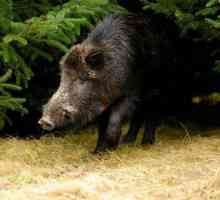 Cel mai mare mistreț din lume: povesti uimitoare despre porcii sălbatici