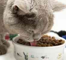 Cele mai ieftine mâncăruri de pisici: recenzie, caracteristici, compoziție și recenzii