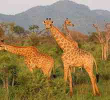 Cea mai mare rezervație naturală din Africa. Top 10 parcuri naționale și rezervații naturale din…