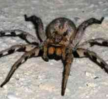 Cel mai periculos păianjen din lume (foto)