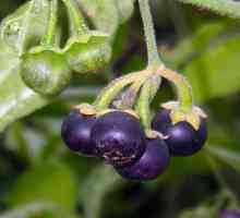 Sunberry: o boabe de sănătate solară