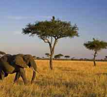 Savannah of Africa: fotografie. Animalele din savana din Africa