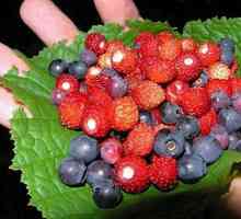 Colecția de rădăcini comestibile, fructe de padure de fructe sălbatice este ... Timpul de colectare…