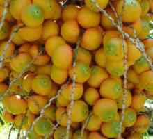 Fructe comestibile de palmieri