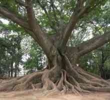 Ceiba (copac): fotografie, descriere, unde crește