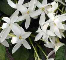 Secretele producției de plante acasă: flori Gardenia