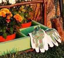 Secretele de grădinărit: lucrul la toamnă în grădină și grădina de legume