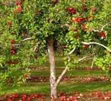 Secretele de grădinărit: îmbrăcăminte de top de mere în toamnă