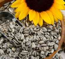 Semințe de floarea-soarelui: conținut caloric la 100 grame