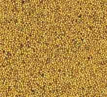 Semințe de muștar: o descriere a soiurilor industriale, aplicarea în agricultură, cultivarea