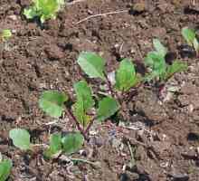 Semințe de sfeclă: cele mai bune soiuri pentru teren deschis în Ural și în suburbii