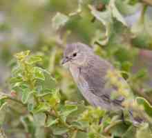 Gray warbler: descriere, habitat, reproducere și întreținere la domiciliu
