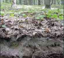 Terase soluri pădure: caracteristici, condiții de formare, proprietăți