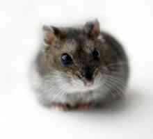 Grey hamster: descrierea și caracteristicile speciei