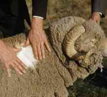 Merino lână - ce este? Proprietăți și produse