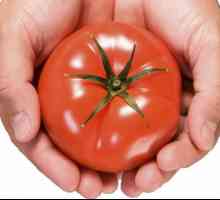 Selectarea siberiana a tomatelor - caracteristici si demnitate. Cele mai bune soiuri de roșii de…