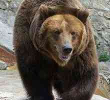 Simbolurile Rusiei: urs. De ce este ursul un simbol al Rusiei? Simbolurile Rusiei - fotografie