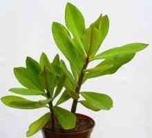 Sinadenium Grant (copac al iubirii): descriere, plantare și îngrijire