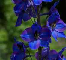 Flori albastre: tipuri, nume, descriere