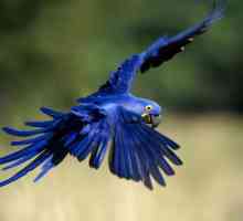 Albastru macaw în condiții naturale și interne. Fotografie de papagali