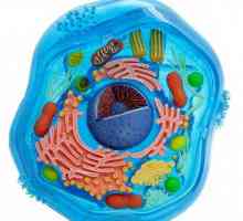 Sinteza proteinelor din celulă, secvența proceselor biosintetice. Sinteza proteinelor pe ribozomi.