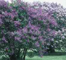 Lilac: Este un arbust sau un copac? Cauzele popularității și istoria cultivării