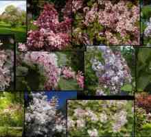 Lilac: descriere, varietăți, cultivare