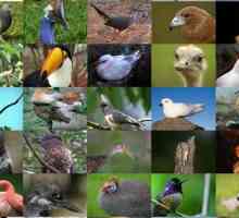 Sistematica păsărilor: obiective și obiective, detașamente moderne ale păsărilor