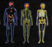 Sisteme care unesc toate organele: sistemele de bază fiziologice și funcționale ale organismelor vii