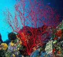 Frumoasa frumusețe a unui recif de corali sau Ce este coralul