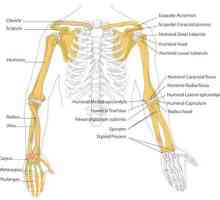 Schelet uman: structură. Scheletul unei mâini umane