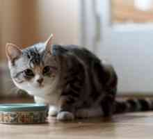 Cât de mult poate trăi o pisică fără hrană și apă?
