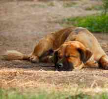 Câți câini dorm pe zi cu numărul de ore?