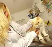 Cât costă să sterilizeze o pisică și care este prețul ei