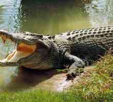 Cati dinti are un crocodil? Și alte fapte interesante