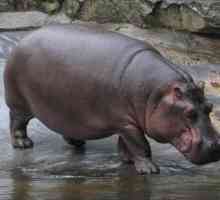 Cât costă un hipopotam? La naștere, un adult