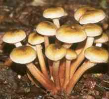 Сколько времени варить опята? Секреты приготовления лесных грибов