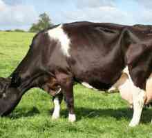 Câte stomacuri la vaci: trăsături de digestie