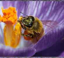 Cât durează albina și de ce depinde lungimea ei?