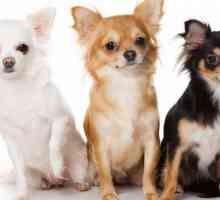 Câți trăiesc Chihuahua și cum să extindeți acest termen
