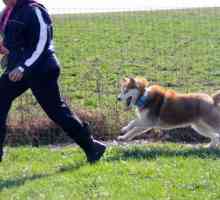 Câți trăiesc Husky: dependență de conținutul, educația și rația câinelui