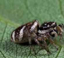 Câți paianjeni trăiesc? Durata de viață a diferitelor specii de păianjeni