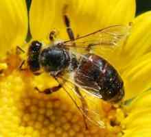 Câte albine trăiesc în natură