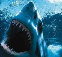 Câți dinți are un rechin? Numărarea nu este susceptibilă